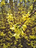 Forsythia x intermedia (2020-03-07, Lyon)(2)